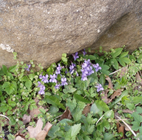 Violka u pskovcovho balvanu v doln sti arboreta