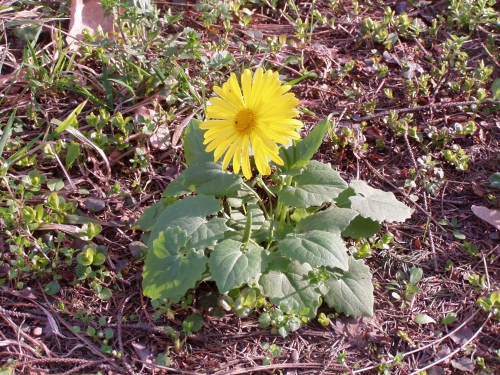 Ozdoba jarnho arboreta - konec msce  bezna