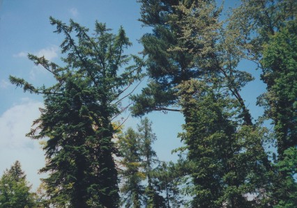 Pohled do koruny jedle blokor, v pravo borovice vejmutovky a javoru ervenho